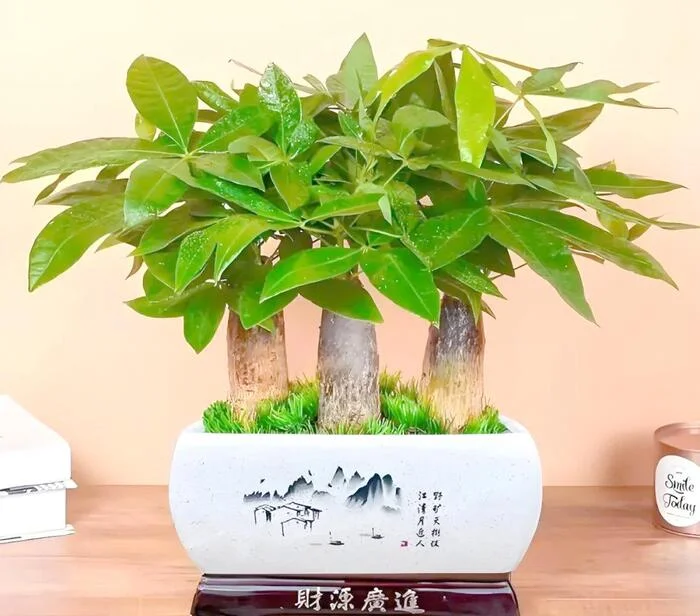 Cây Cảnh Phòng Khách Hợp Phong Thủy Mang Lại Tài Lộc Cho Gia Chủ