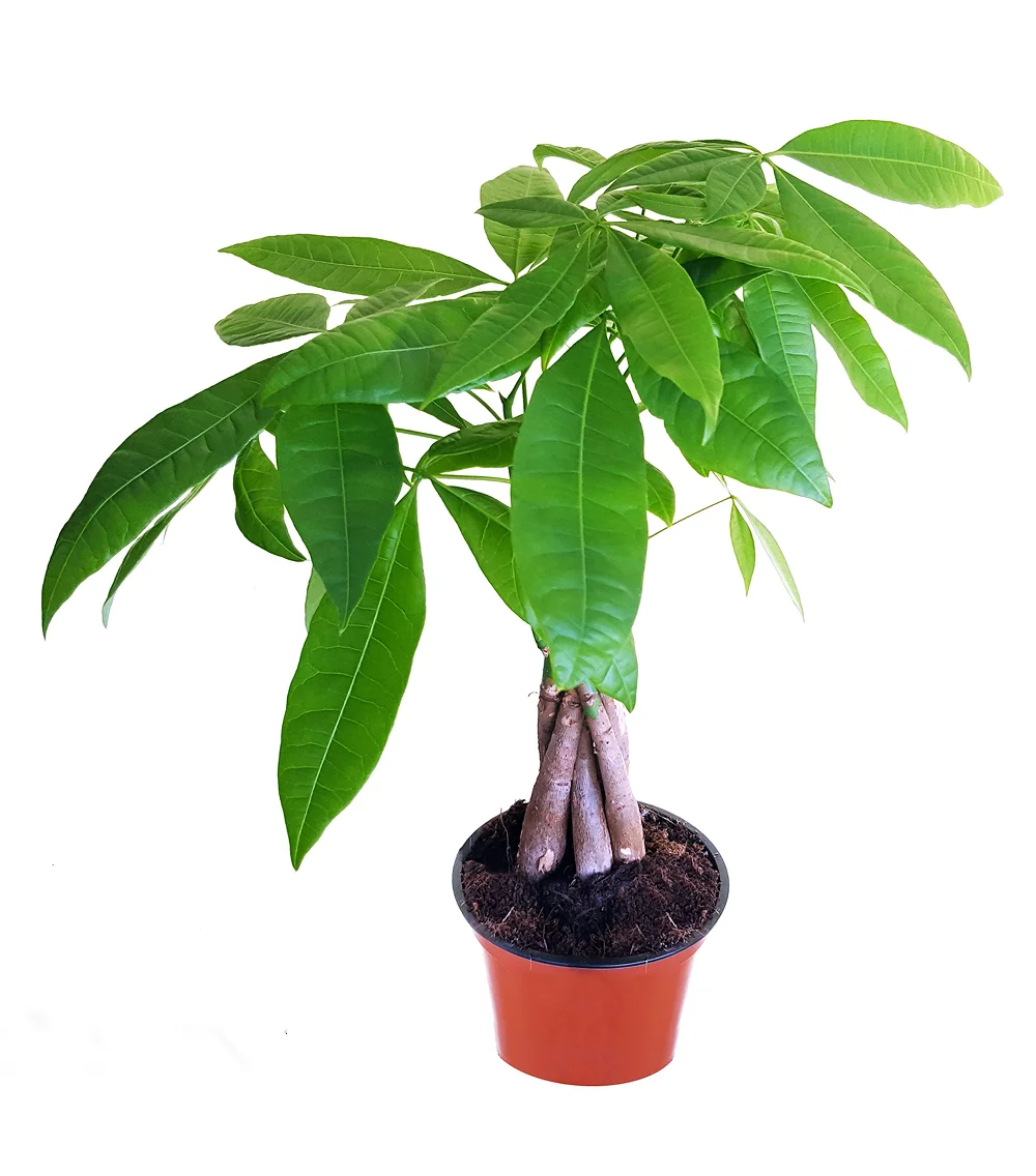 13 Cây Cảnh Trang Trí Phòng Khách Thanh Lọc Không Khí Và Giúp Hút Tài Lộc 2026