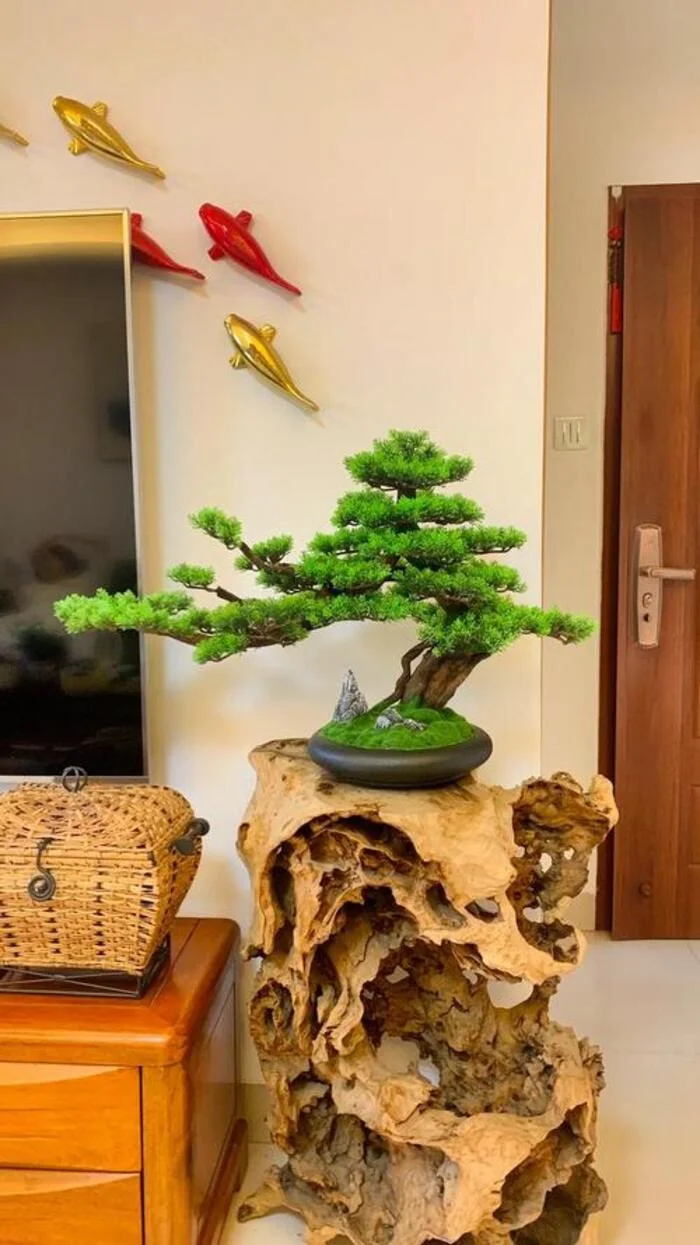 cây cảnh phong thuỷ để phòng khách.webp