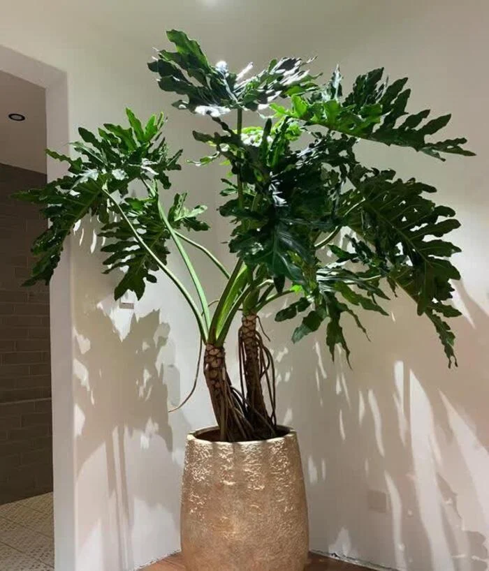 cây phòng khách.webp