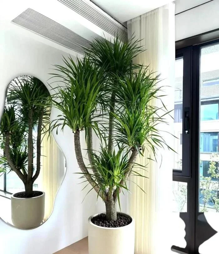 cây phòng khách đẹp.webp