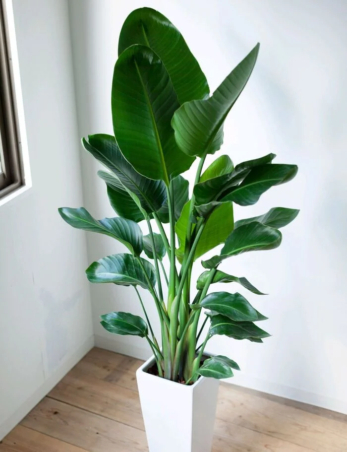 cây phong thuỷ để trong phòng khách.webp