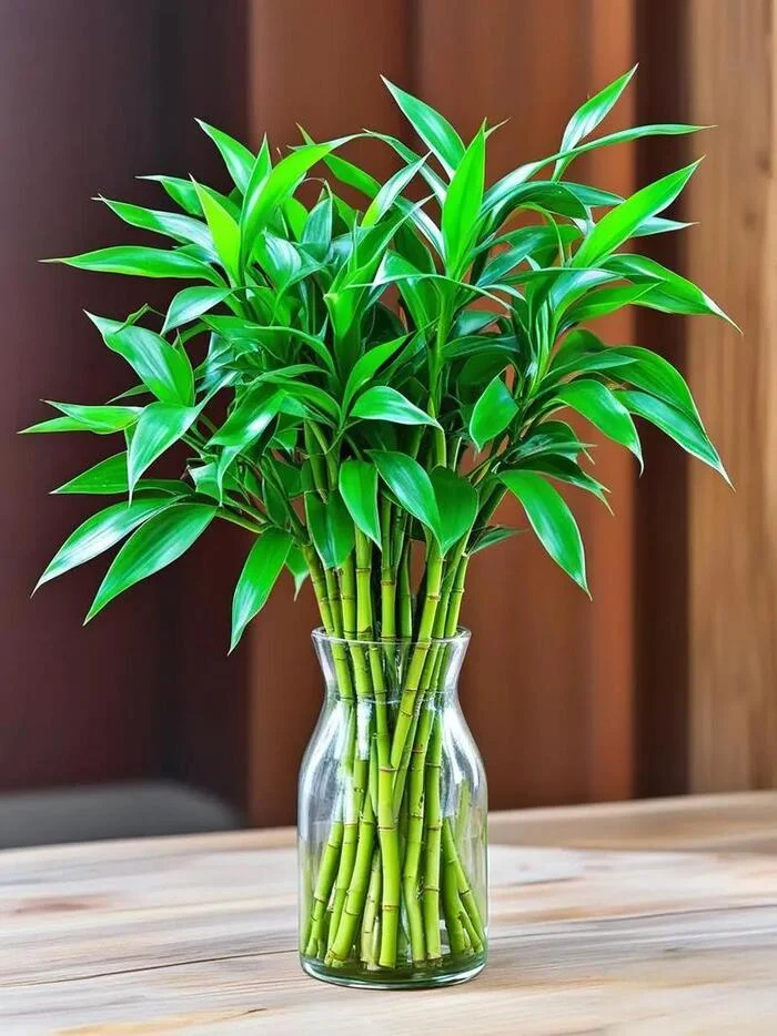 cây phong thủy giúp gia chủ phát tài.webp