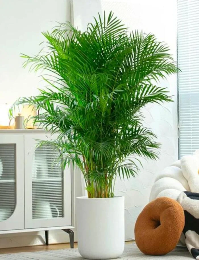 cay phong thuy phong khach.webp