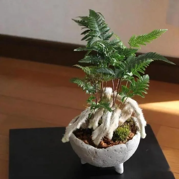 cây phong thuỷ phòng khách.webp