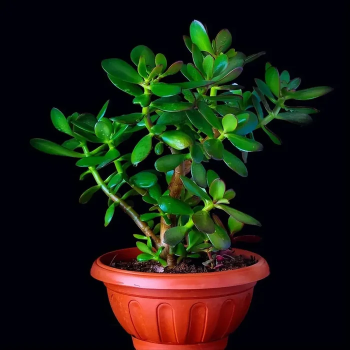 cây phong thủy trong phòng khách.webp