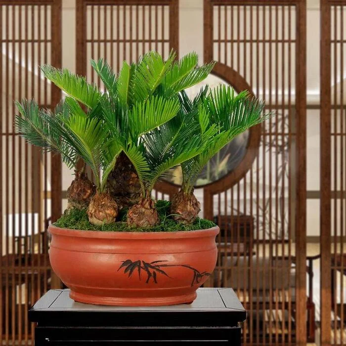 cây phong thuỷ trong phòng khách.webp