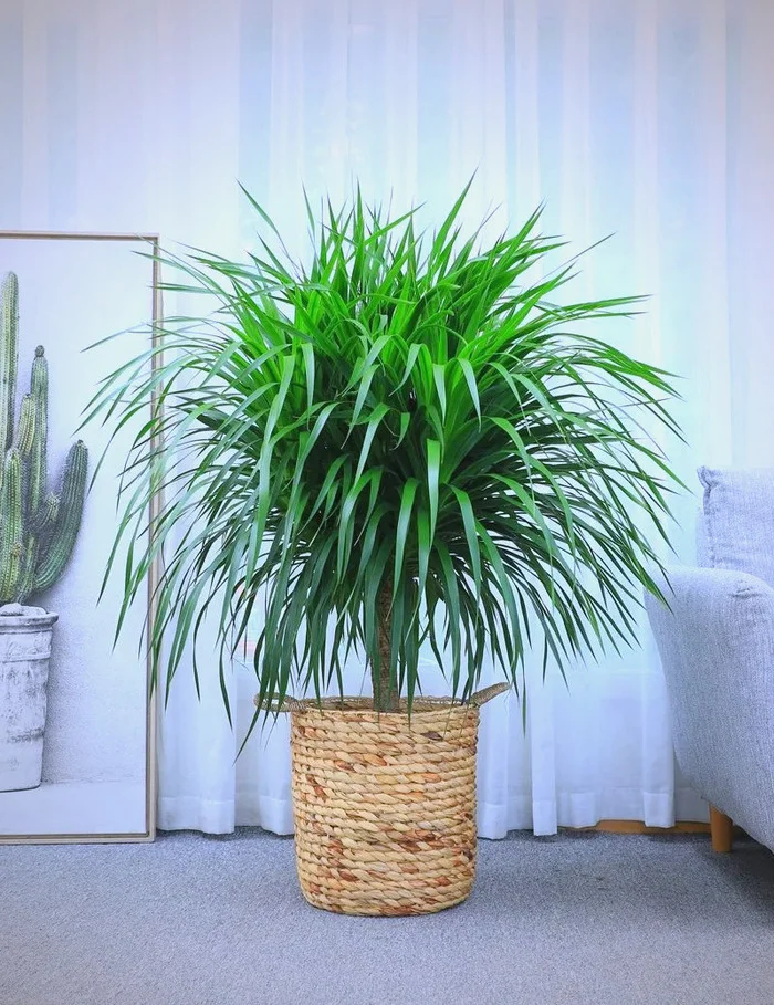 cây trồng ở phòng khách.webp