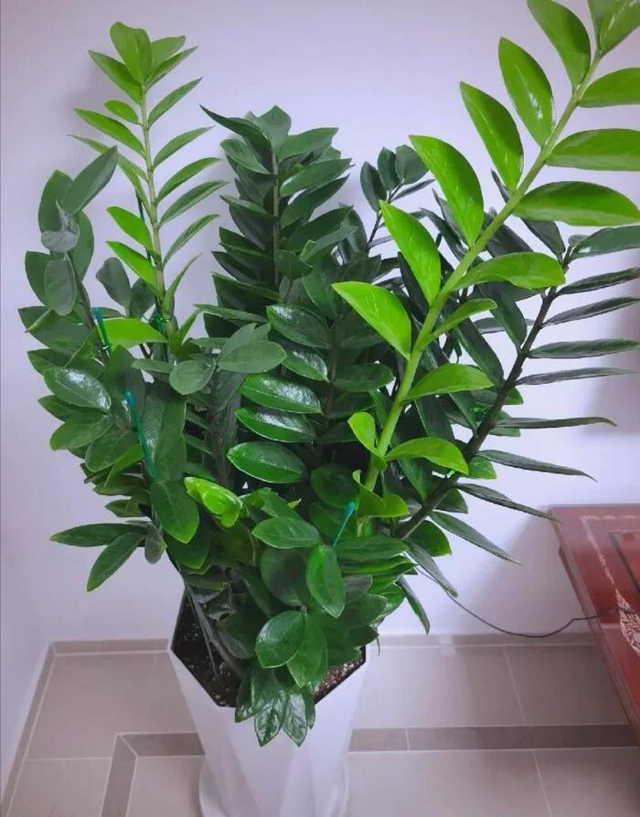 đặt cây xanh trong phòng khách hợp phong thủy.webp