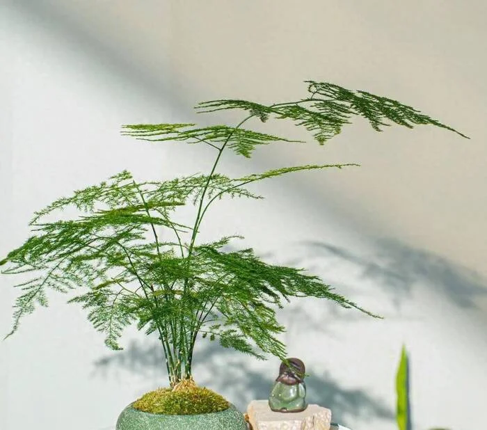 phòng khách nên đặt cây gì.webp