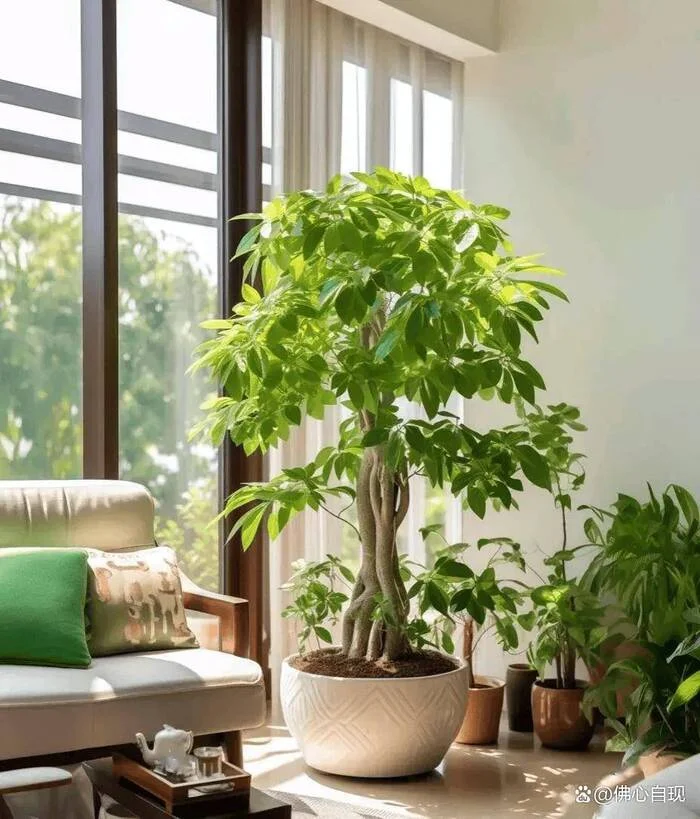 phòng khách nên để cây gì.webp