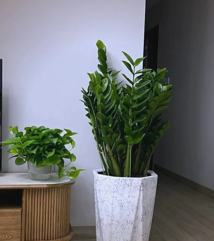 phòng khách nên trồng cây gì.webp